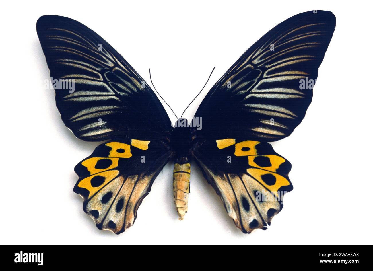 L'oiseau de Rippon (Troides hypoliitus hypoliitus hypoliitus) est un papillon endémique aux Moluques. Femelle, côté dorsal. Banque D'Images