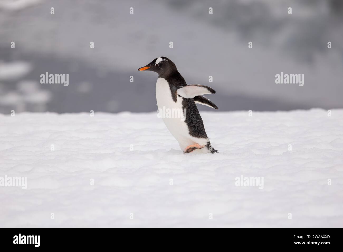 Une vue latérale d'un seul pingouin Gentoo marchant. Banque D'Images