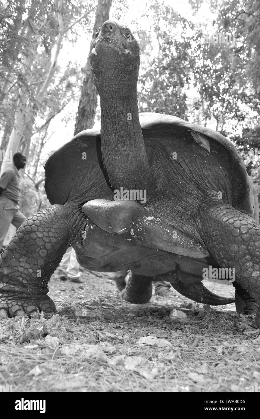 Kenya : une tortue géante de marcher dans les mangroves dans Parc Haller dans un renaturated calcstone la mienne de Mombasa Banque D'Images