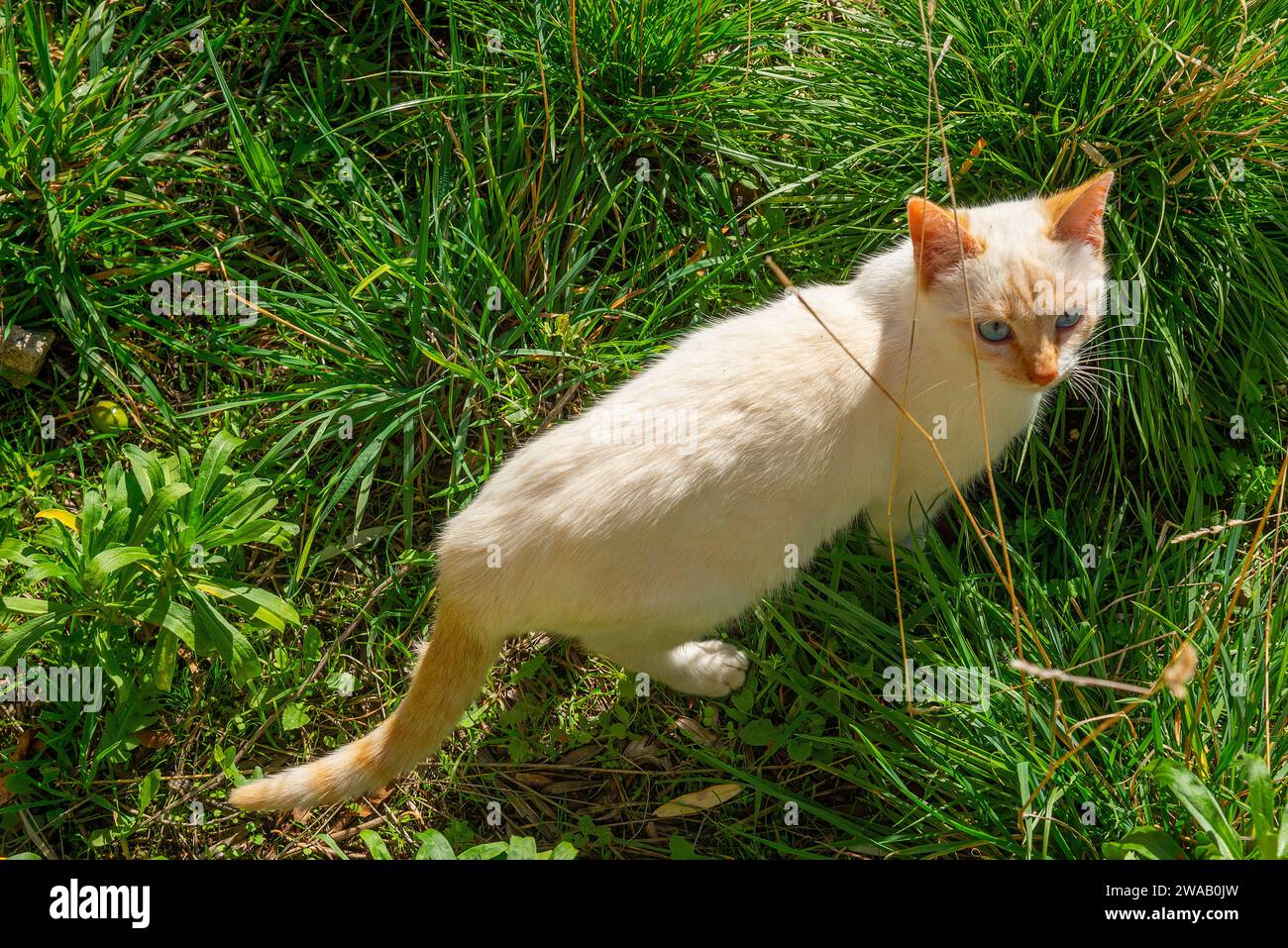 Chaton blanc. Banque D'Images