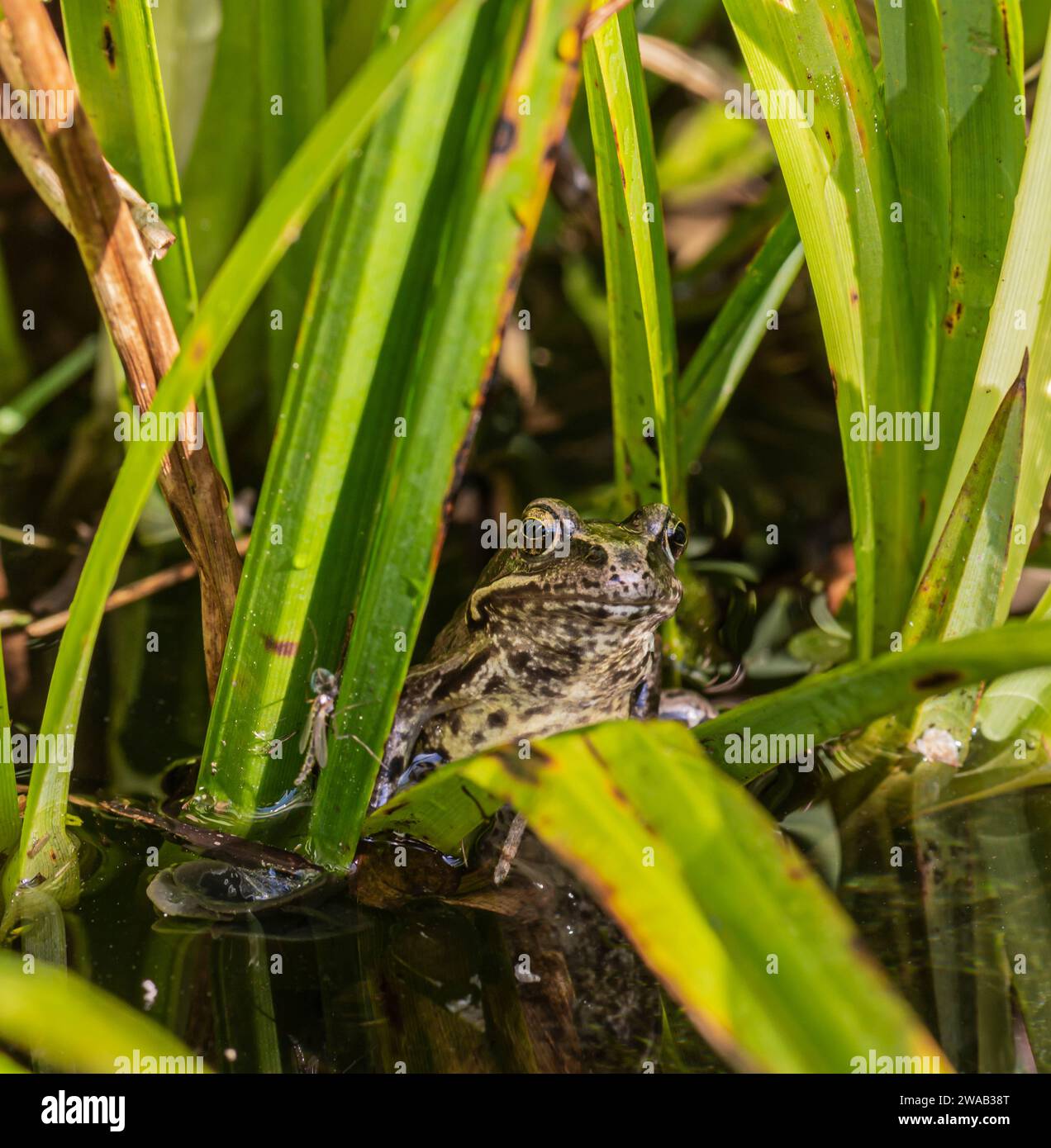 Jeune grenouille commune Rana temporaria, assis dans des roseaux sur le bord de l'eau d'un étang de jardin, mai Banque D'Images