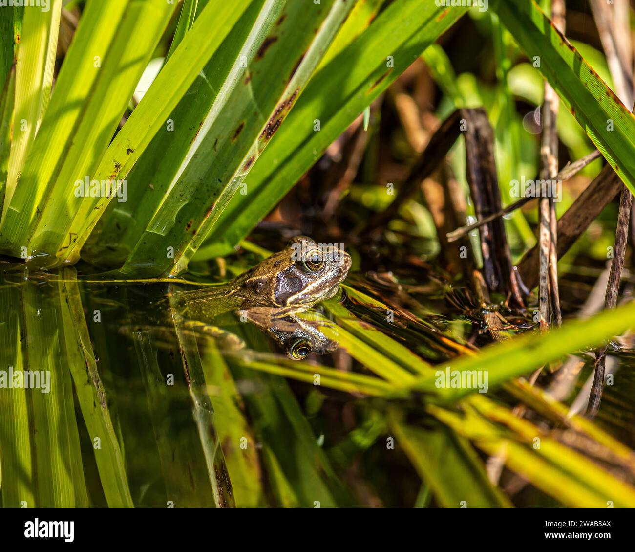 Jeune grenouille commune Rana temporaria, assis dans des roseaux sur le bord de l'eau d'un étang de jardin, mai Banque D'Images
