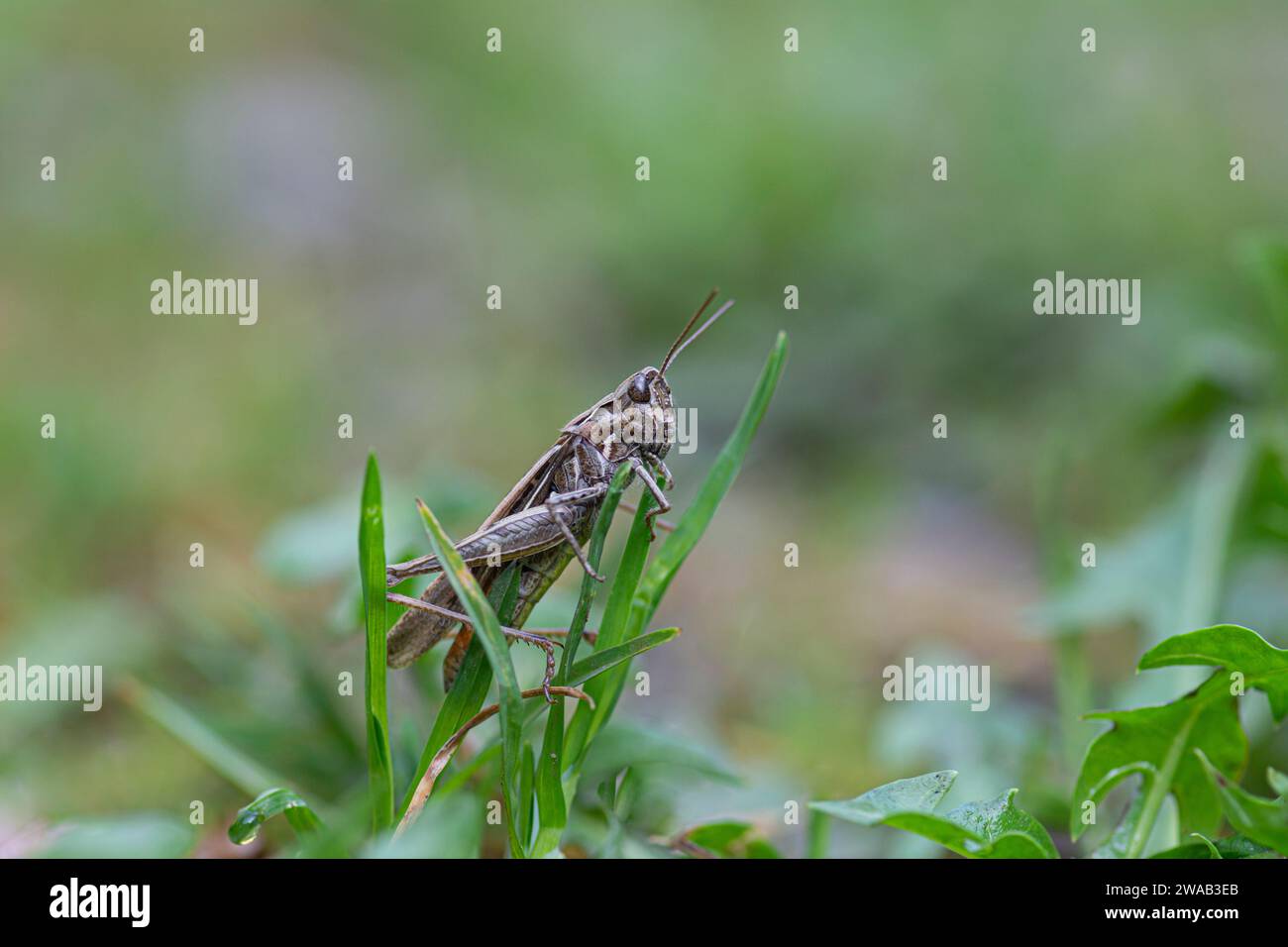 Common Field Grasshopper Chorthippus brunneus, perché sur un brin d'herbe, août Banque D'Images