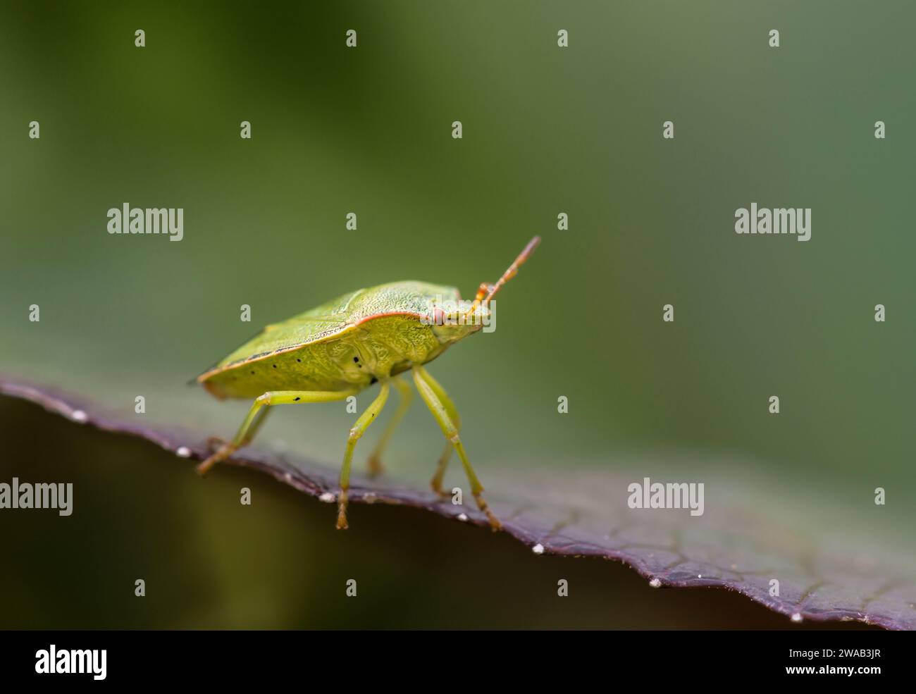 Green Shield Bug Palomena prasina, marchant le long d'un bord de feuille dans une bordure de jardin, septembre Banque D'Images