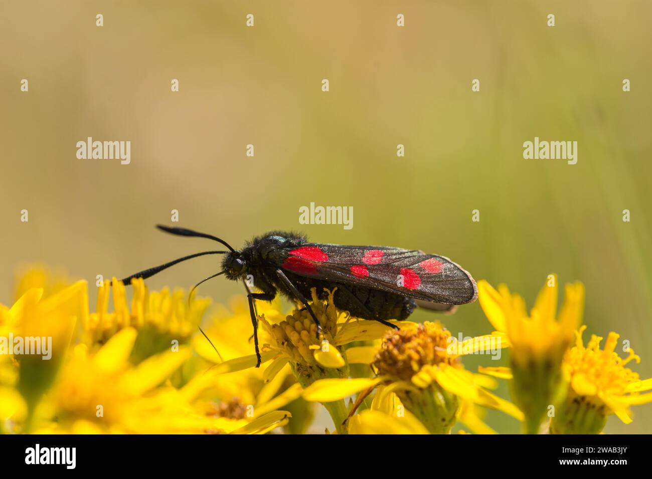 Mite de Burnet à six taches Zygaena filipendulae, gros plan de l'alimentation des mites sur le Common Ragwort Senecio jacobaea, friche industrielle, Teesside, juillet Banque D'Images