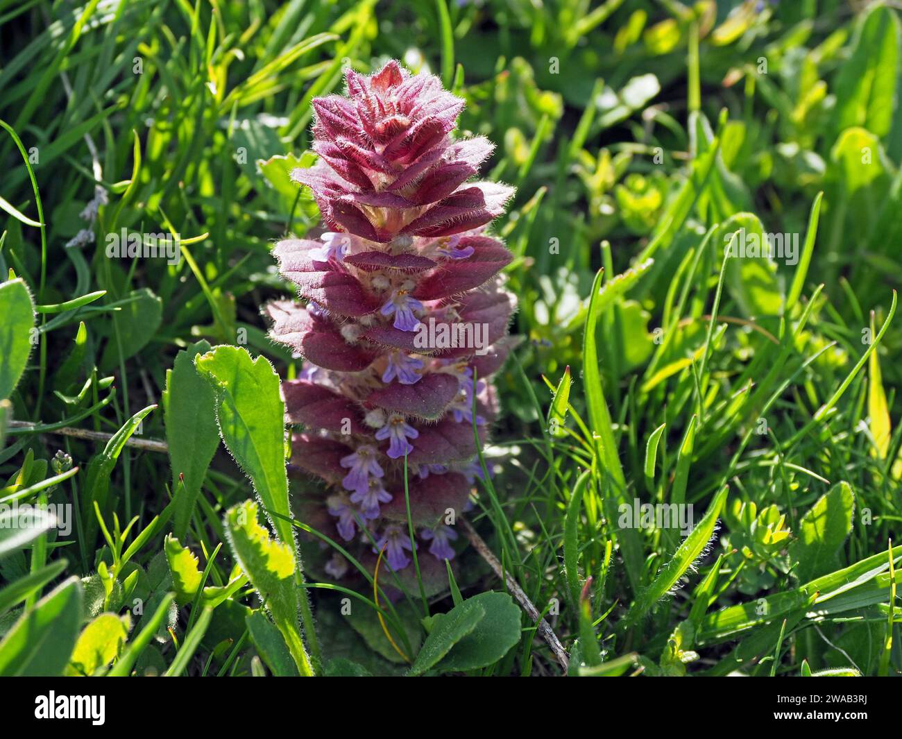 Bractées poilues roses et fleurs bleues de pointe fleurie de Bugle pyramidal (Ajuga pyramidalis) poussant dans l'herbe verte luxuriante des contreforts Alpes italiennes, Italie Banque D'Images