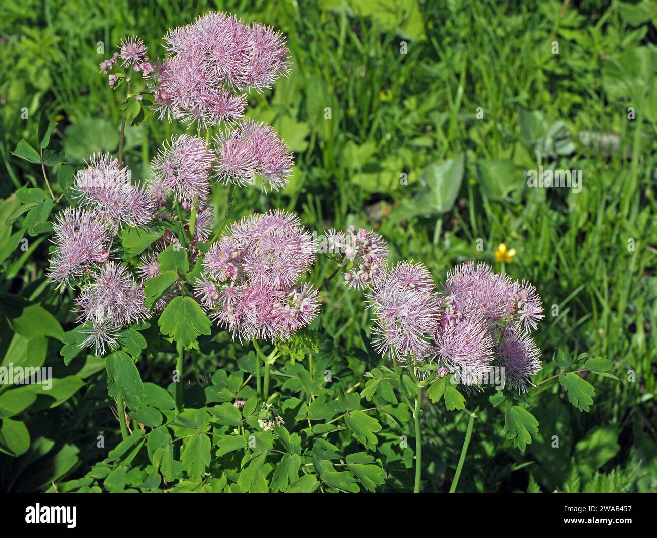 Grappes de fleurs roses pelucheuses de Greater Meadow-rue (Thalictrum aquilegiifolium) poussant dans les prairies de fleurs sauvages au pied des Alpes italiennes Banque D'Images