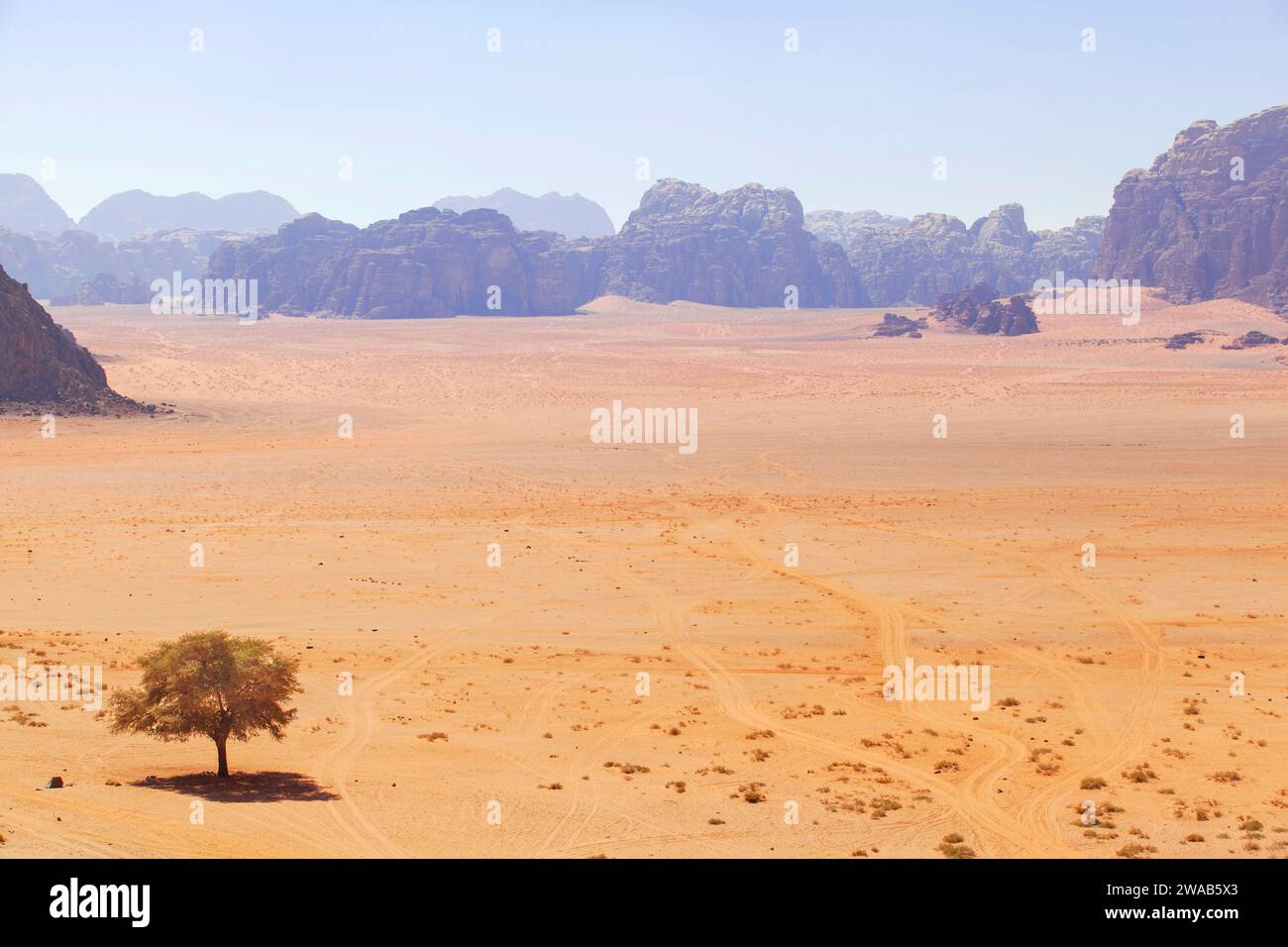 Un arbre solitaire dans le paysage aride du désert de Wadi Rum, Jordanie, Moyen-Orient. Banque D'Images