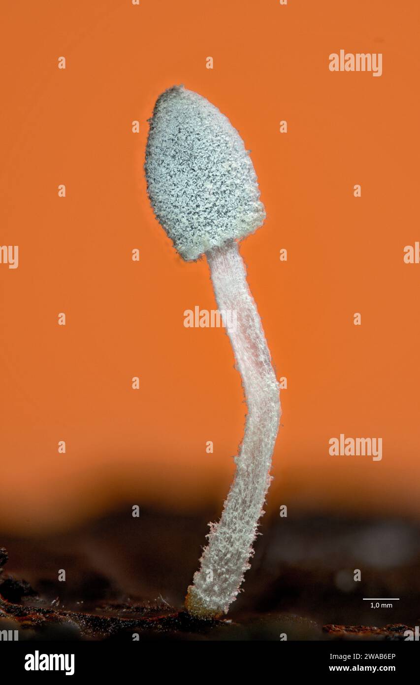 Très jeune sporocarpe (fructification) d'un champignon non identifié poussant à partir d'écorces récoltées à Hidra, dans le sud-ouest de la Norvège. Banque D'Images