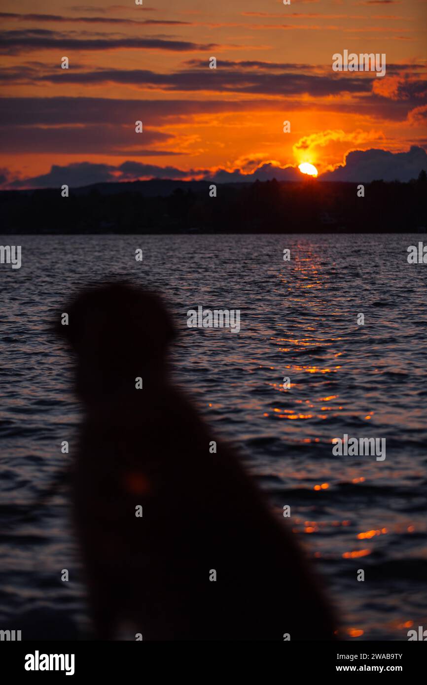 Le chien silhouetted profite d'un magnifique coucher de soleil au lac Rushford dans le nord de l'état de New York. Banque D'Images