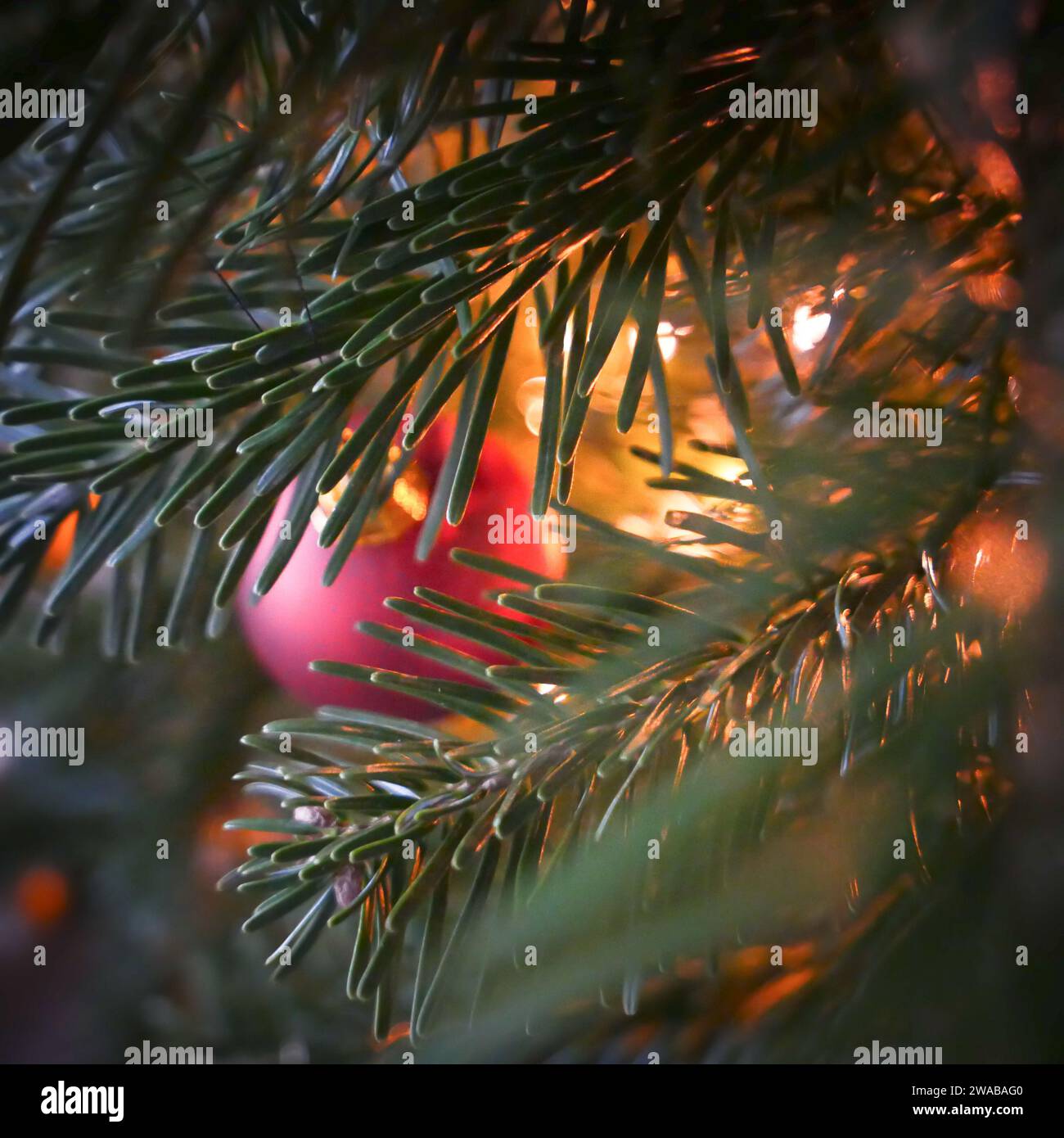 gros plan d'une boule rouge suspendue à une branche de sapin de noël Banque D'Images