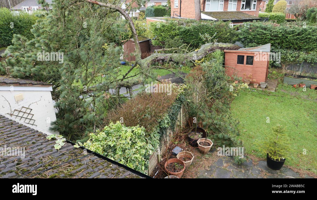 Dégâts de tempête montrant un énorme pin tombé sur hangar et un jardin en Angleterre. Banque D'Images