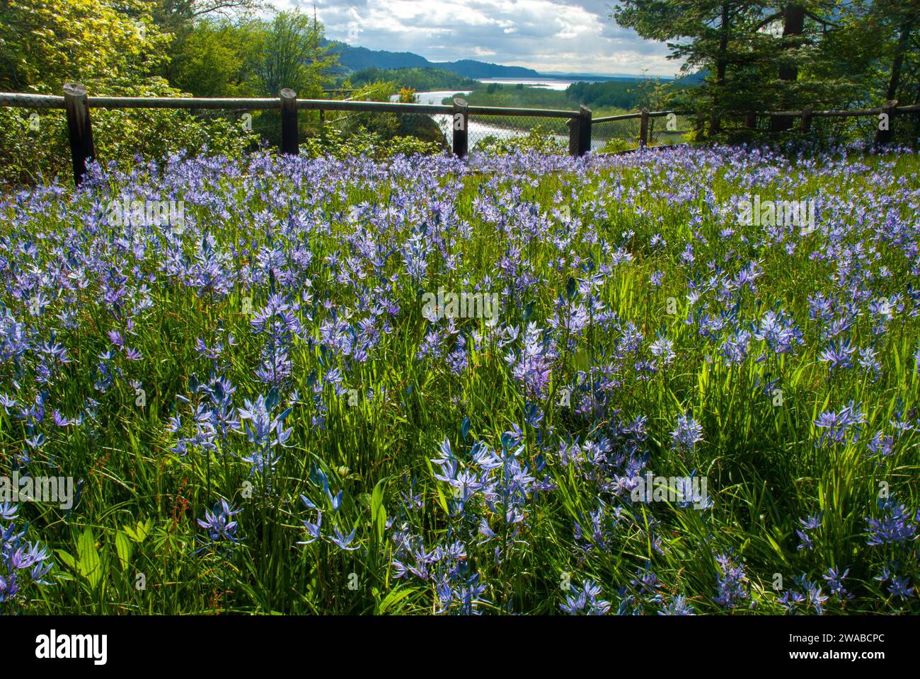 Les fleurs sauvages Blue Camas surplombent la gorge du fleuve Columbia depuis le parc national de Bridal Veil. Oregon. Banque D'Images