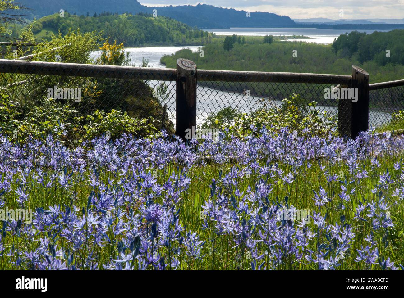 Les fleurs sauvages Blue Camas surplombent la gorge du fleuve Columbia depuis le parc national de Bridal Veil. Oregon. Banque D'Images