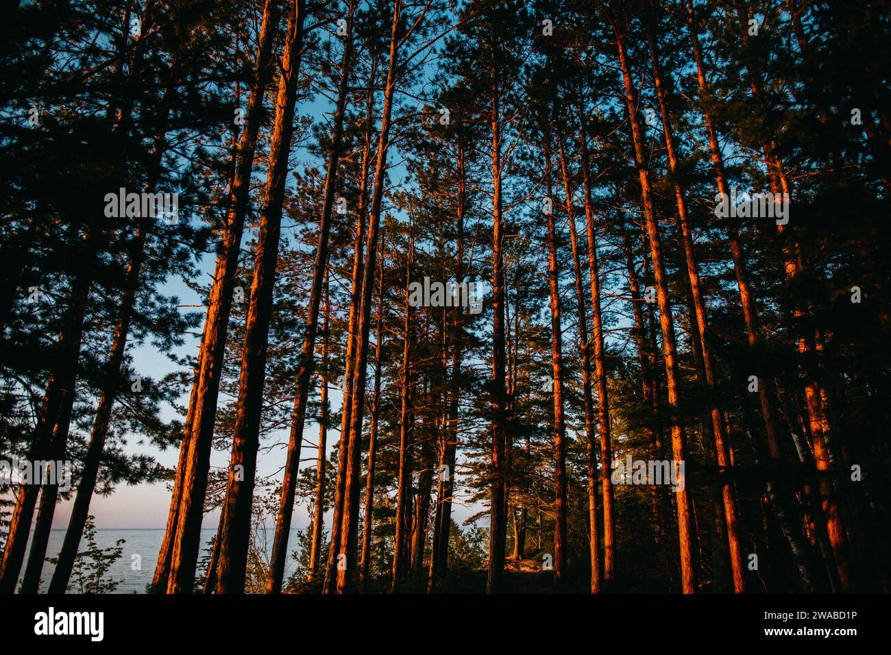 Beaux arbres sur le lac supérieur au coucher du soleil. Banque D'Images