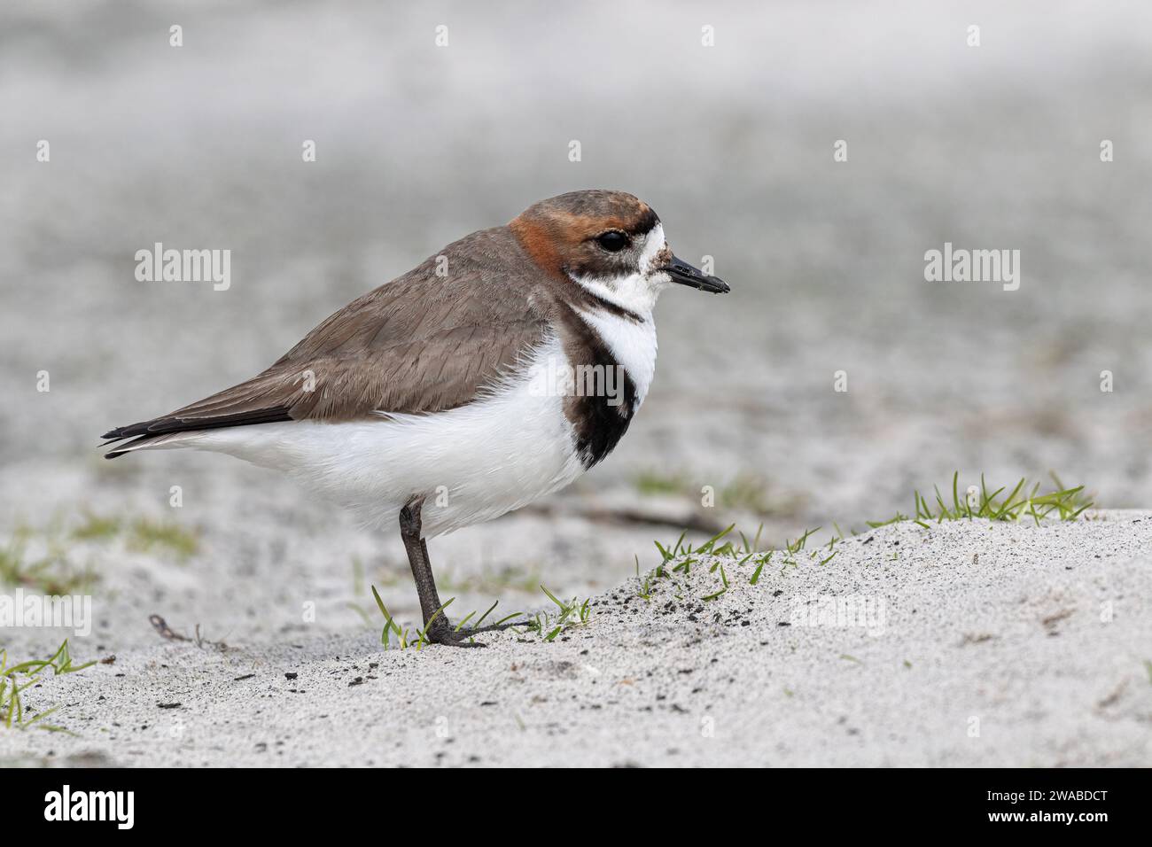 Deux Plover bagués, Charadrius falklandicus, oiseau adulte sur une plage de sable, Sea lion Island, Malouines Islands novembre Banque D'Images