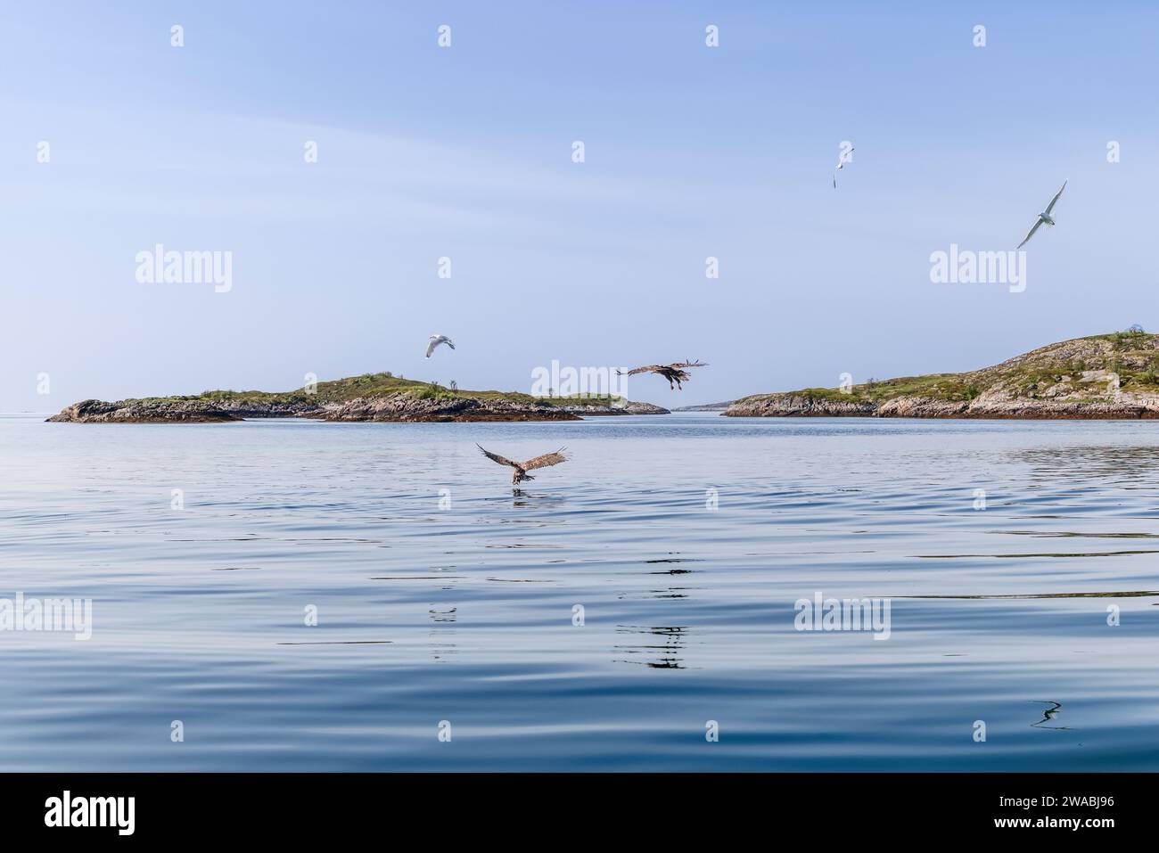 Dans l'étendue sereine des Lofoten, deux aigles à queue blanche planent sur des eaux réfléchissantes, avec des mouettes parsemant le ciel clair Banque D'Images