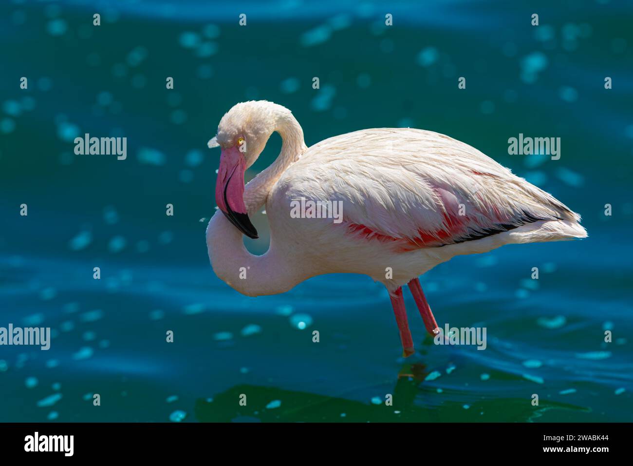 Un flamant rose orne le lagon de Walvis Bay, en Namibie. Banque D'Images