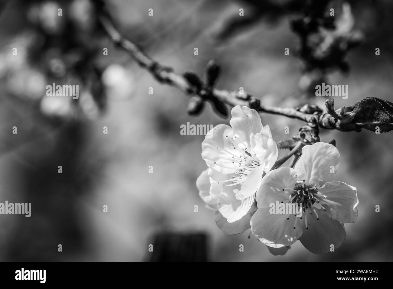 Fleurs blanches d'arbre en fleurs au printemps, image en noir et blanc Banque D'Images