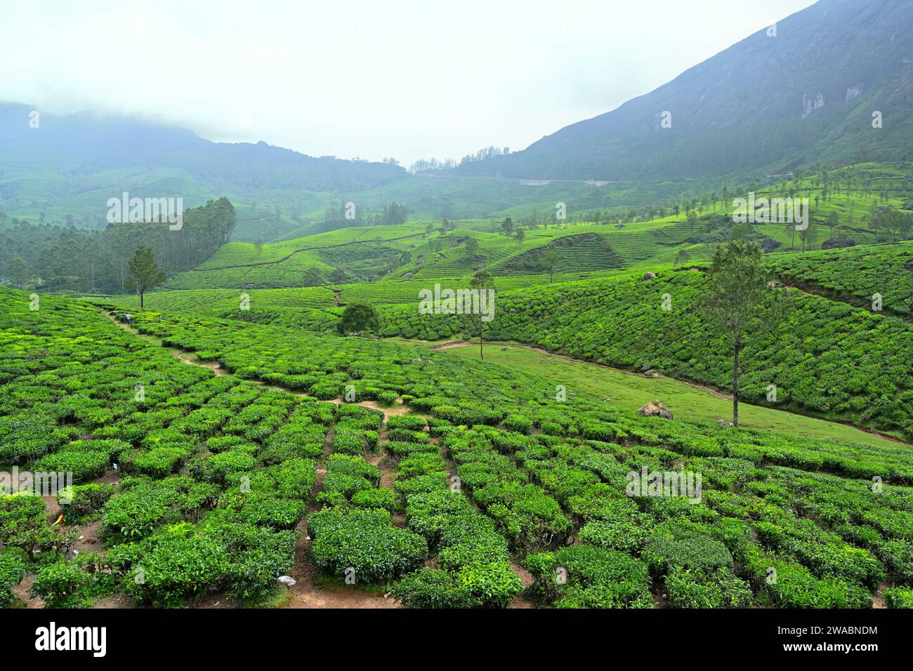 Munnar | plantations de thé vert luxuriant vues au milieu du premier plan Banque D'Images