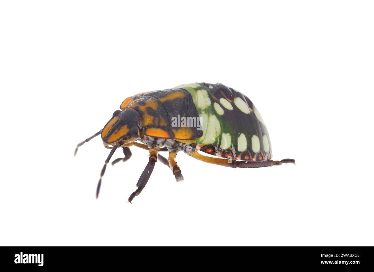 Nymphe des insectes puants verte du sud isolée sur fond blanc, Nezara viridula Banque D'Images