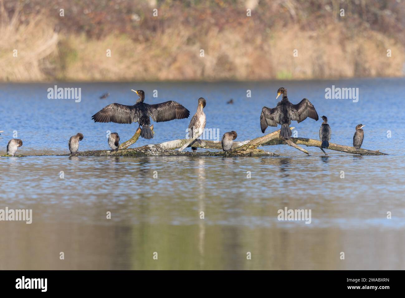 Grand cormoran (Phalacrocorax carbo) et cormoran pygmée (Microcarbo pygmaeus) perchés sur une branche. Bas-Rhin, Alsace, Grand est, France, Europe. Banque D'Images
