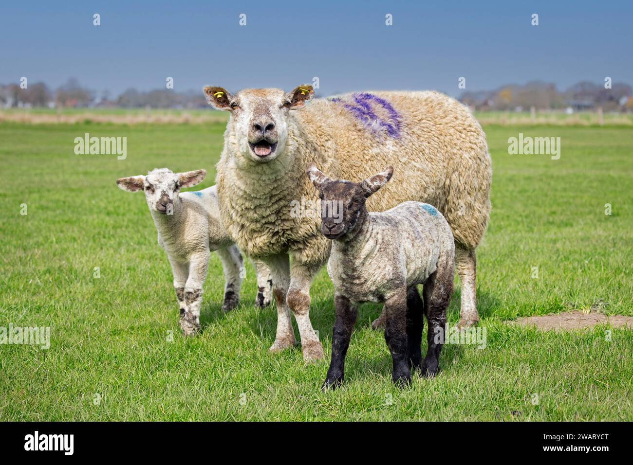 Saigner des brebis domestiques avec des agneaux noirs et blancs jumeaux dans les prairies / pâturages au printemps, Schleswig-Holstein, Allemagne Banque D'Images