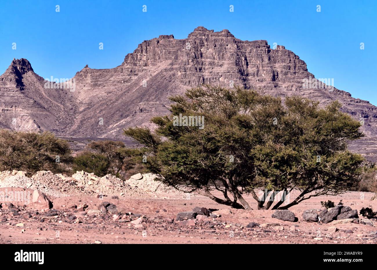 Arabie Saoudite les montagnes ASiR arbres de bord de route et montagne rocheuse Banque D'Images