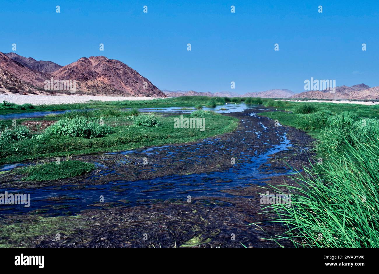 Arabie Saoudite dans le désert une rivière qui coule avec de l'eau chaude d'une source géothermique entourée d'une végétation luxuriante Banque D'Images