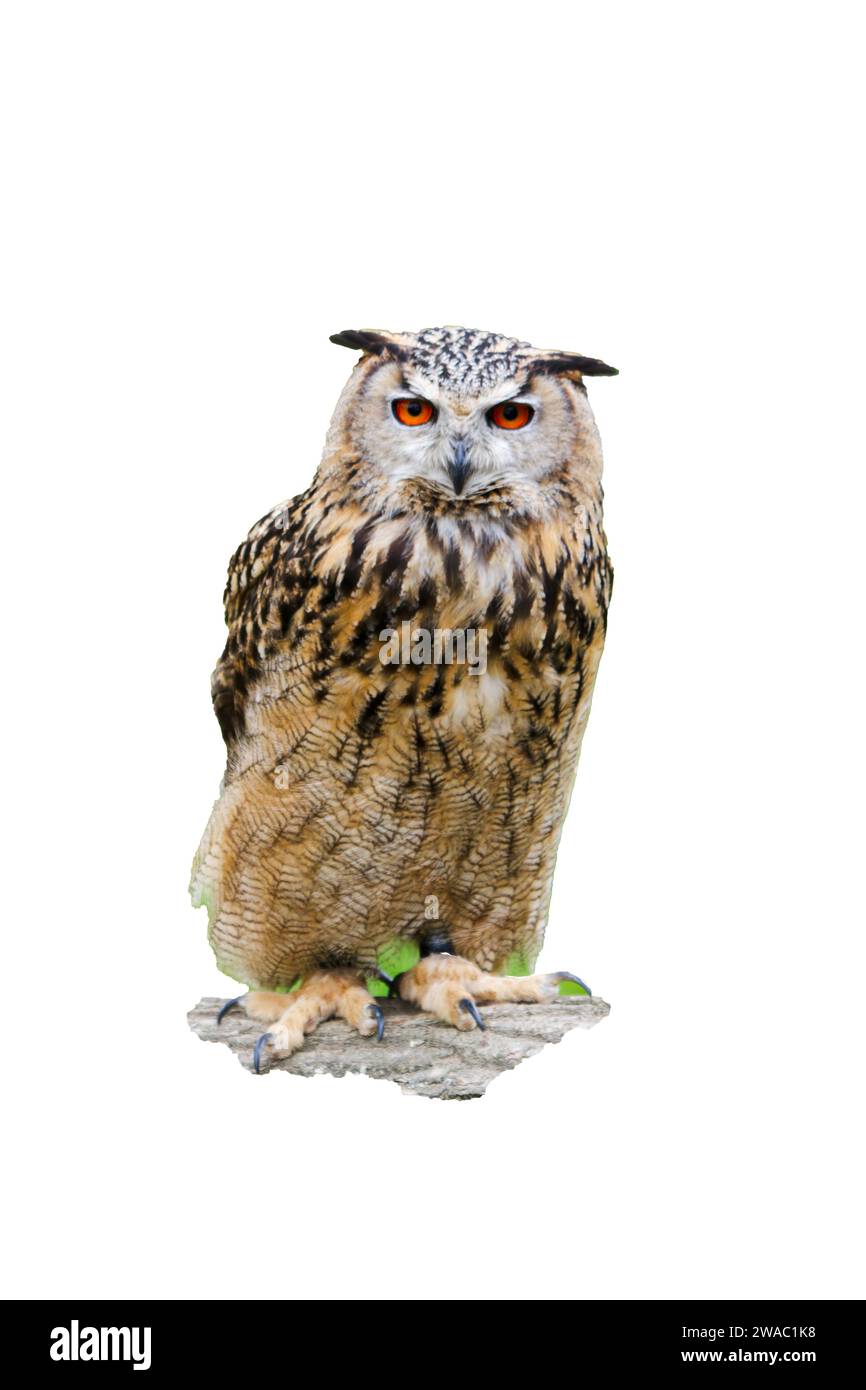 Image découpée d'un hibou aigle d'Eurasie unique, Bubo bubo, debout sur le sol Banque D'Images