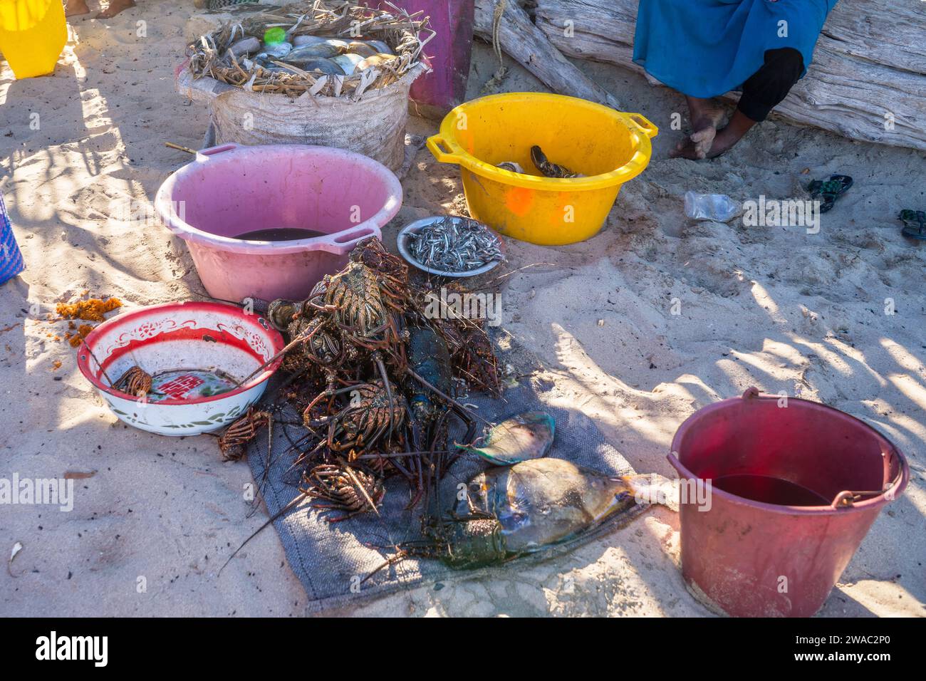 Bols en plastique avec des poissons de mer fraîchement pêchés et des crustacés sur la plage de sable près du petit village de pêcheurs, gros plan Banque D'Images