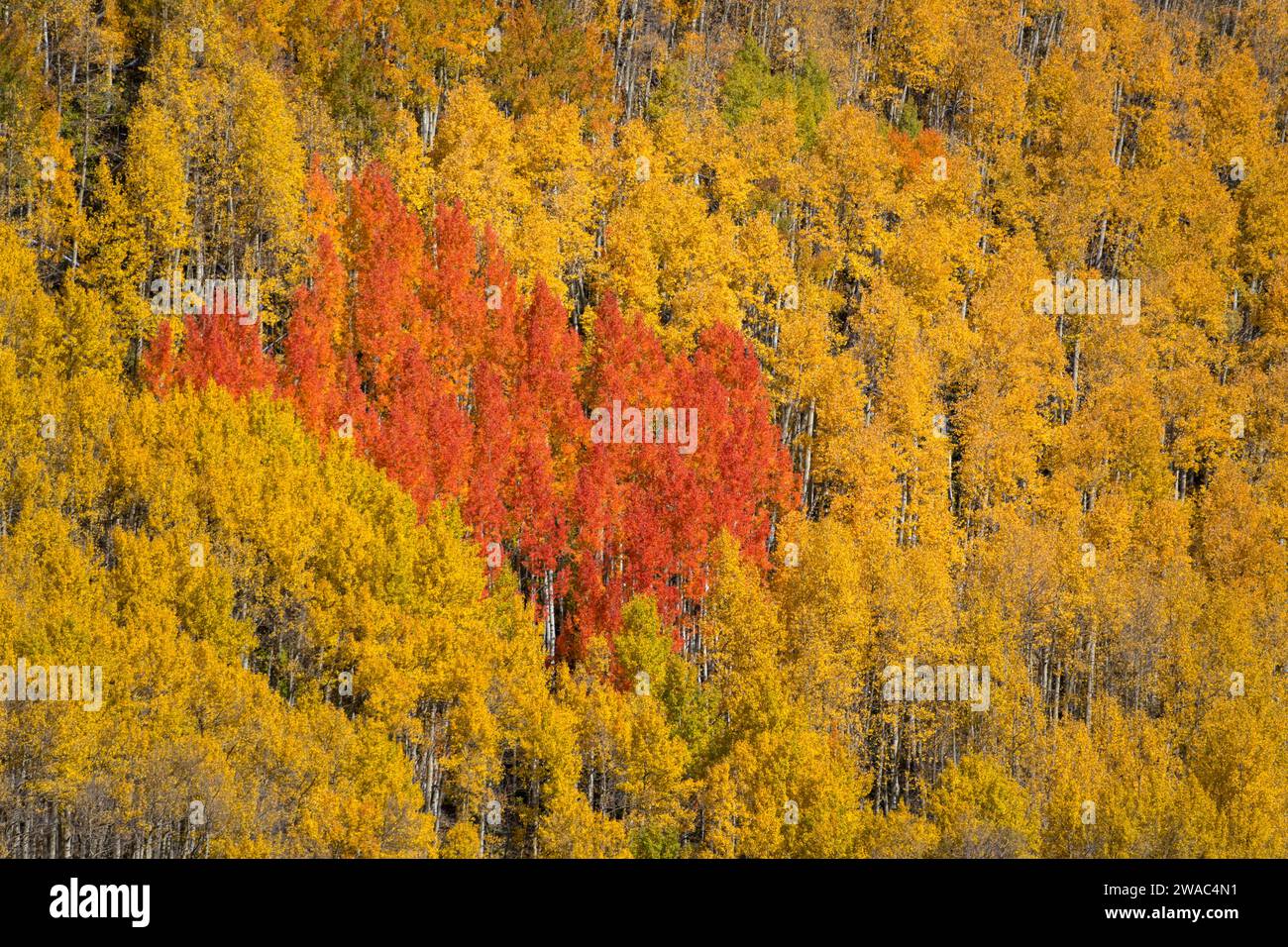 Treuils rouges et dorés, au sud de Telluride, Colorado Banque D'Images