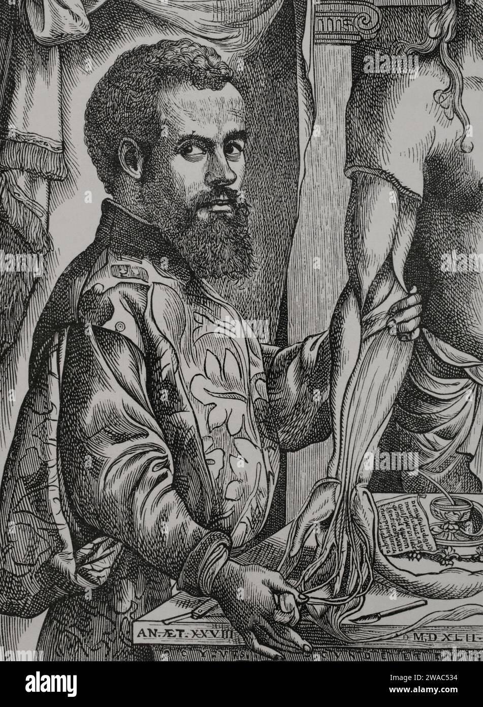 Andreas Vésale (1514-1564) Anatomiste et médecin flamand. Portrait. Gravure d'après un dessin de Jan Van Calcar en 1542. Sciences & lettres au Moyen Age et à l'époque de la Renaissance. Paris, 1877. Banque D'Images