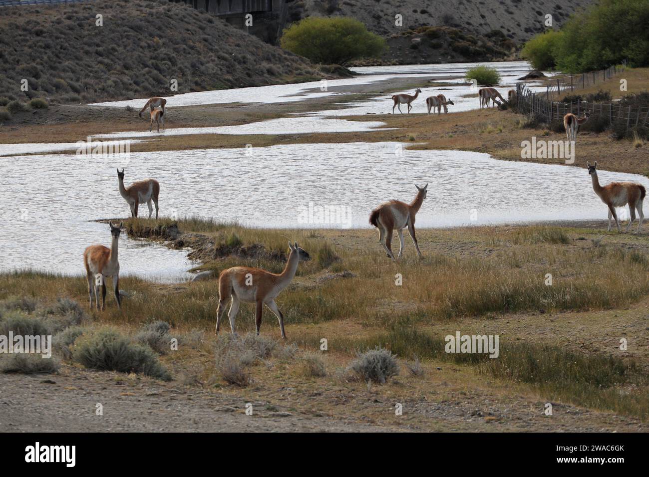 Guanacos (Lama guanicoe) le long de la route 41 près de El Chalten.Santa Cruz Province.Argentina Banque D'Images