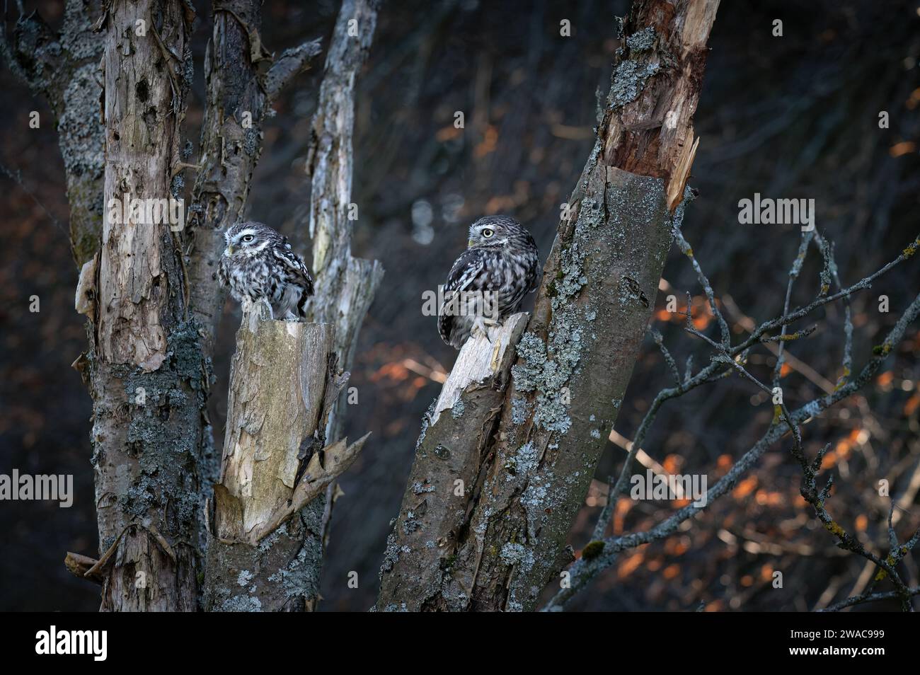 Le petit hibou (Athene noctua) est également connu comme le hibou d'Athéna ou hibou de Minerve. Banque D'Images