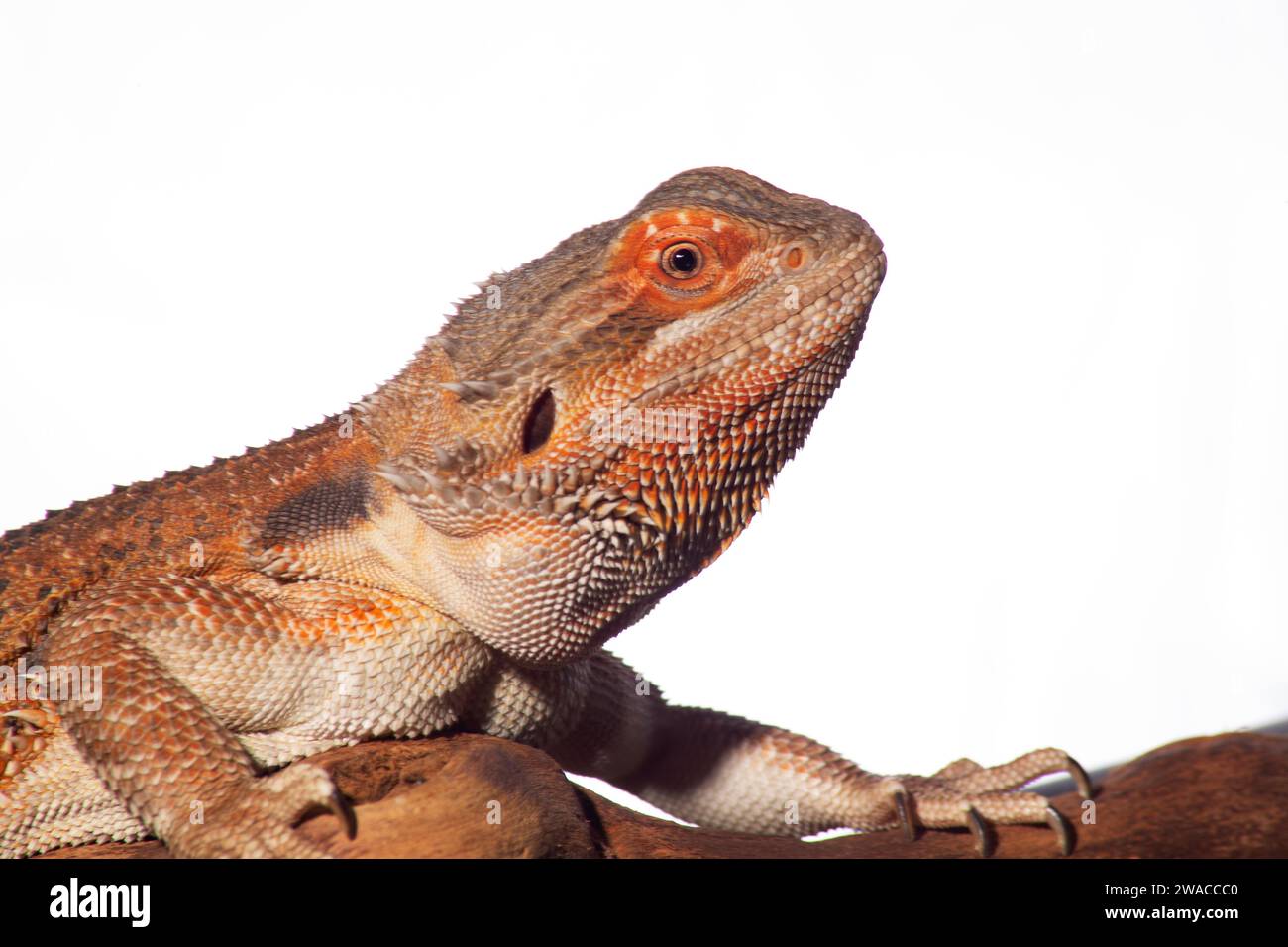 Un dragon barbu, resplendissant dans les tons rouges, est assis avec bonheur perché sur une branche sur un fond blanc Uni. Banque D'Images