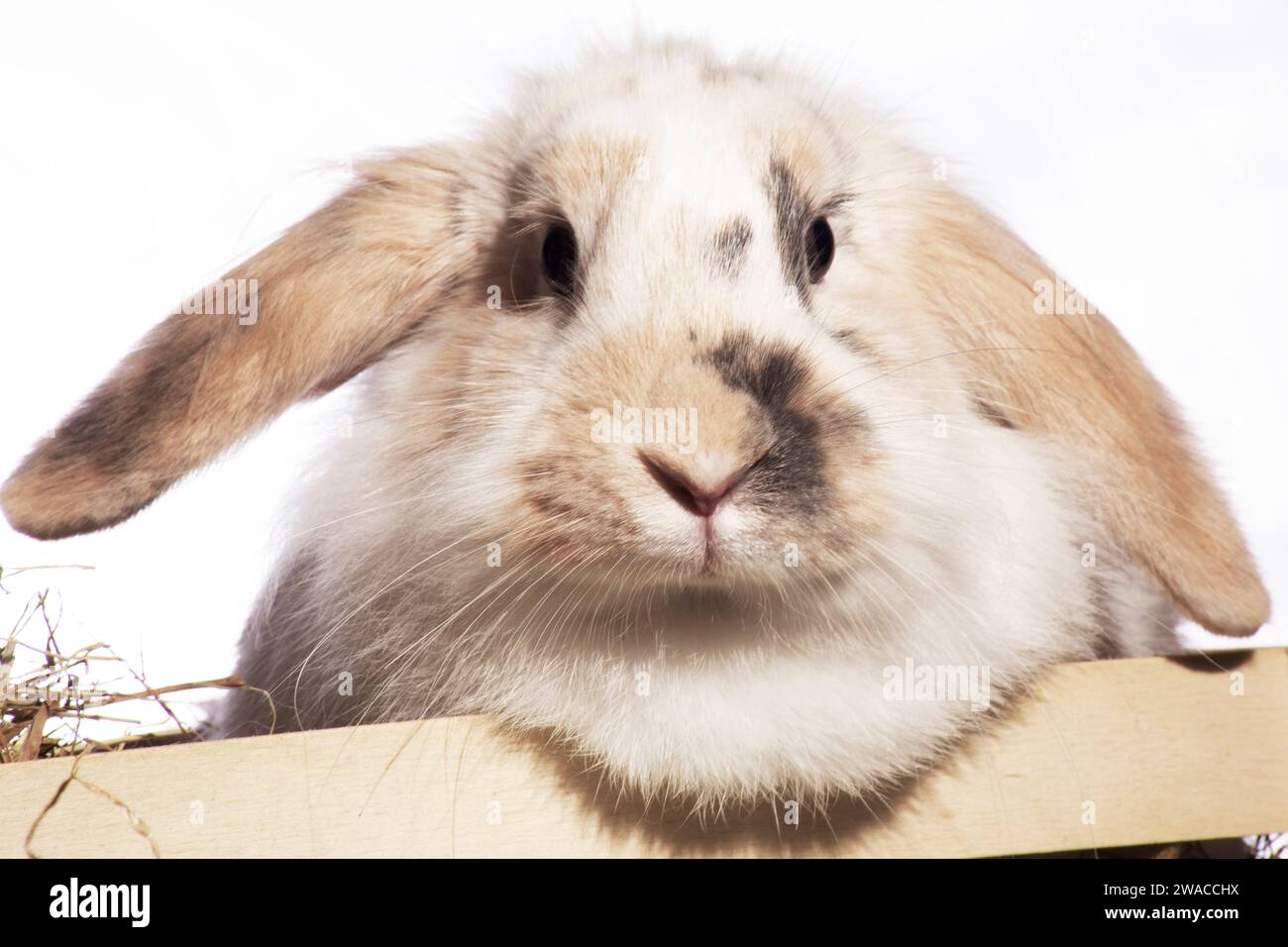 Un lapin moelleux à oreilles léchées, irrésistiblement mignon, fourre la tête dans un panier pique-nique. Sur fond sombre Banque D'Images