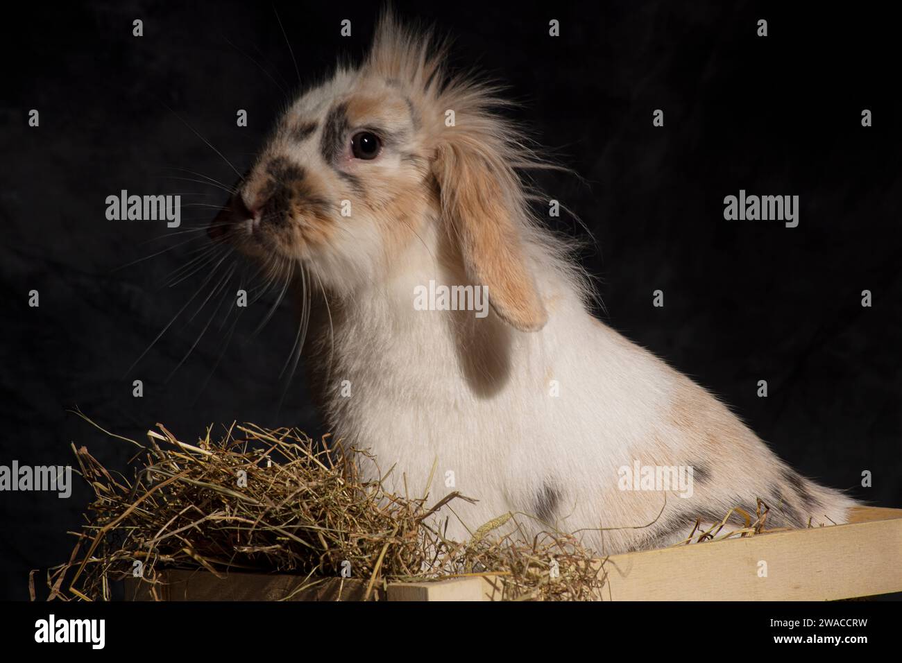 Un lapin moelleux à oreilles léchées, irrésistiblement mignon, fourre la tête dans un panier pique-nique. Sur fond sombre Banque D'Images