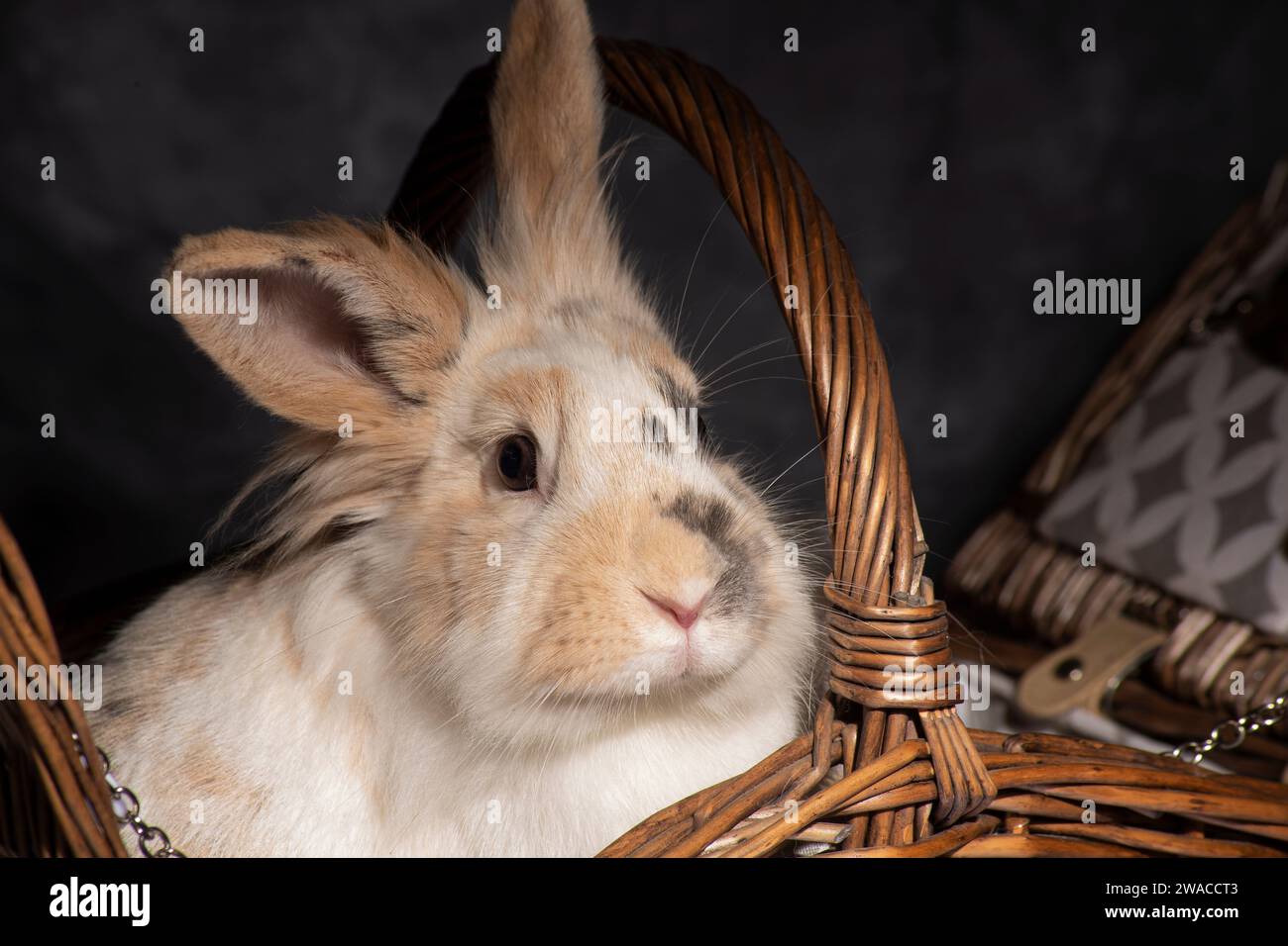 Un lapin moelleux à oreilles léchées, irrésistiblement mignon, fourre la tête dans un panier pique-nique. Sur fond sombre Banque D'Images