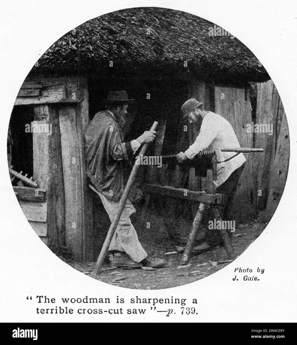 demi-teinte d'une racle de scie affûtant une grande scie à coupe transversale, vers 1913 Banque D'Images