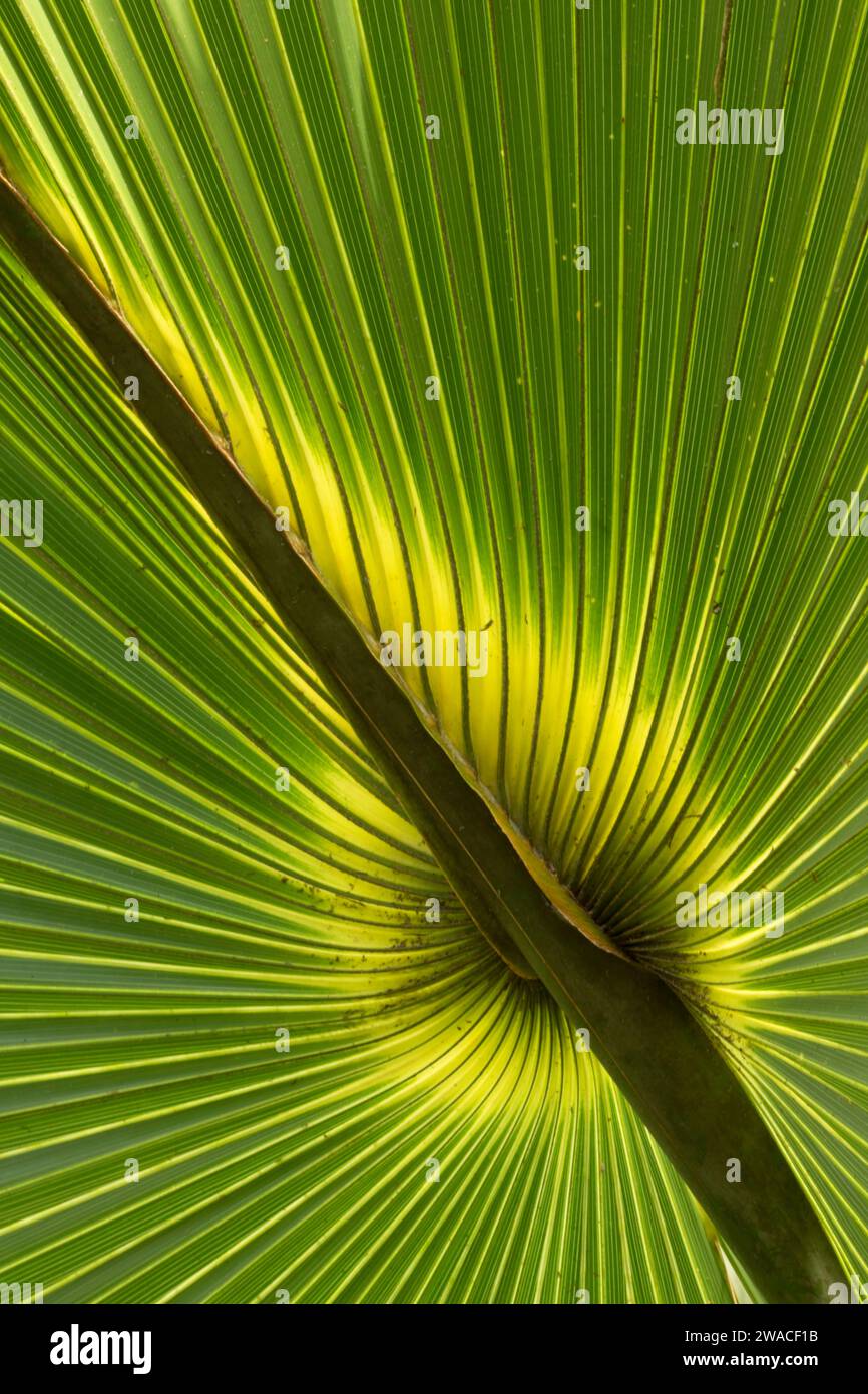 Frond de chou de palmier, Enchanted Forest Sanctuary, Floride Banque D'Images