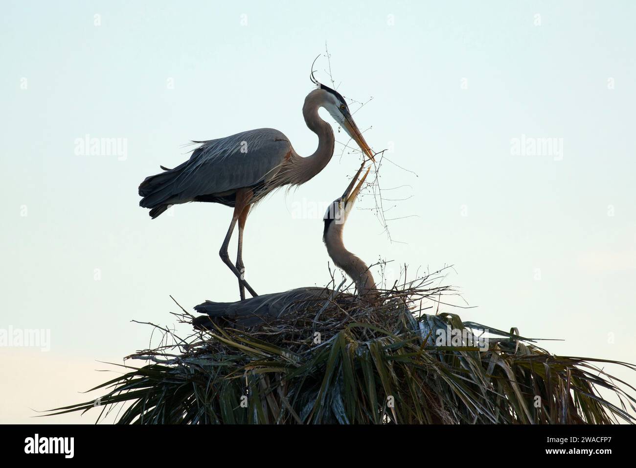 Grand héron (Ardea herodias) nid, Ritch Grissom Memorial Zones humides à Viera, Florida Banque D'Images