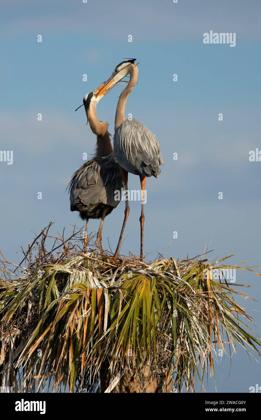 Grand héron (Ardea herodias) nid, Ritch Grissom Memorial Zones humides à Viera, Florida Banque D'Images