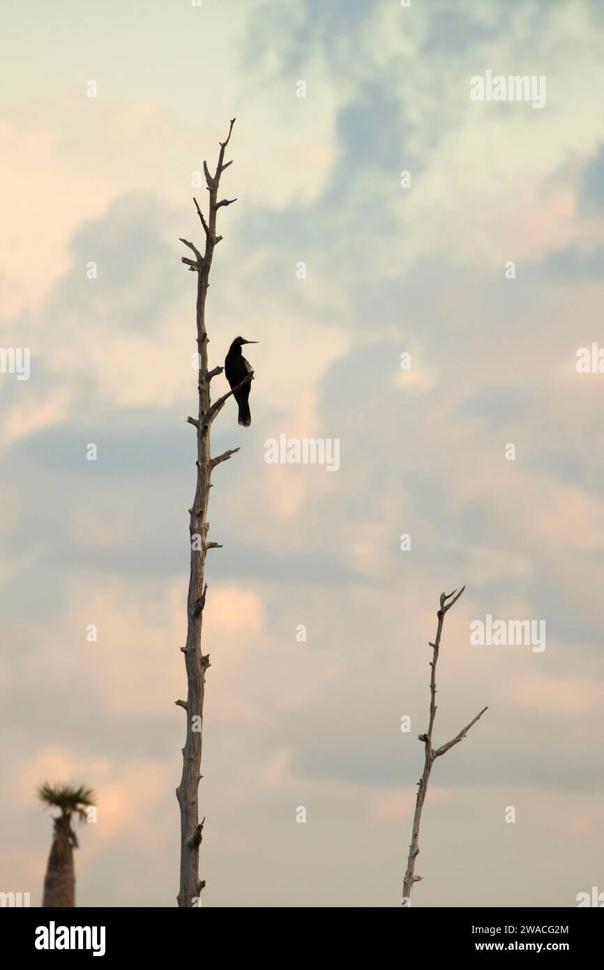 Silhouette d'Anhinga (Anhinga anhinga), Ritch Grissom Memorial Wetlands à Viera, Floride Banque D'Images