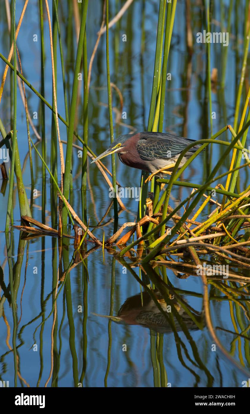 Héron vert (Butorides virescens), Ritch Grissom Memorial Wetlands à Viera, Floride Banque D'Images