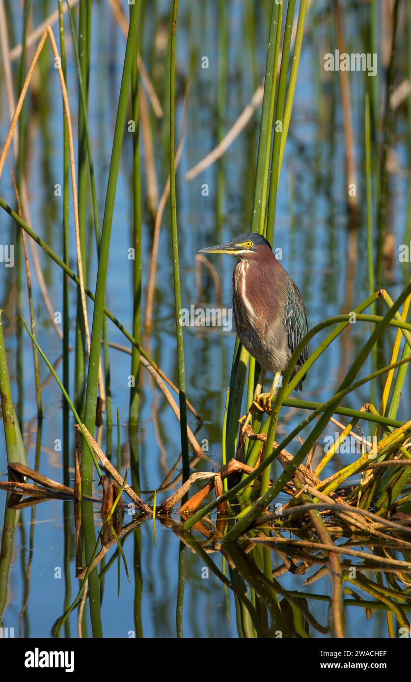 Héron vert (Butorides virescens), Ritch Grissom Memorial Wetlands à Viera, Floride Banque D'Images