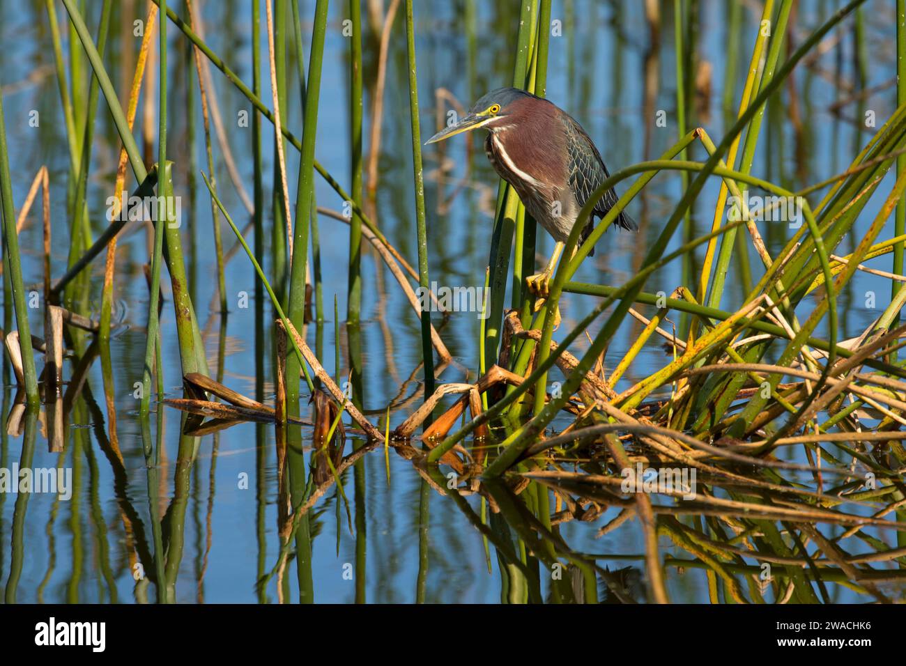 Héron vert (Butorides virescens), Ritch Grissom Memorial Wetlands à Viera, Floride Banque D'Images