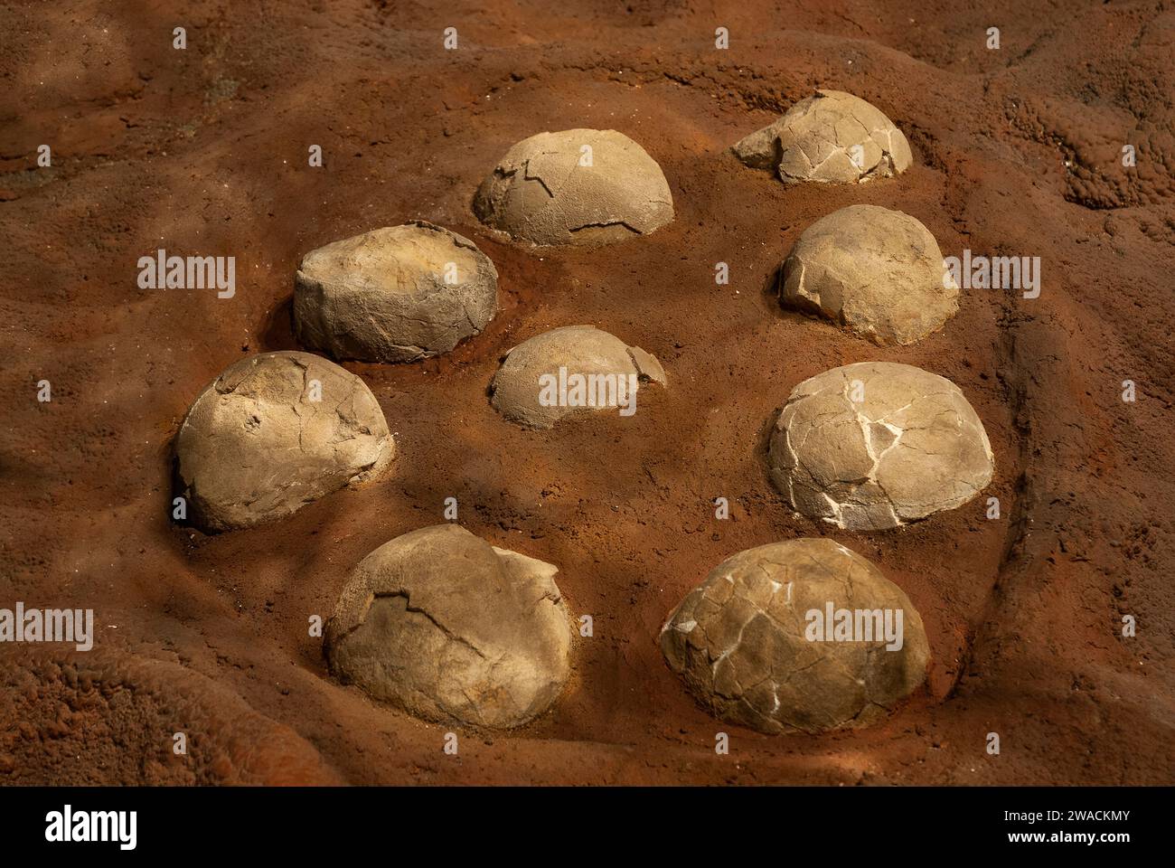 Titanosaurus Australis, œufs de taille basse, habitant animal préhistorique de Patagonie, Argentine. Banque D'Images