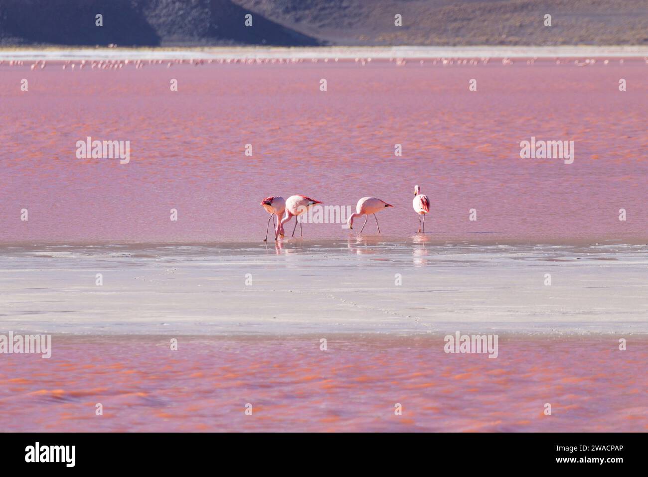 La Laguna Colorada flamants, la Bolivie. James. La faune andine. Lagon rouge Banque D'Images