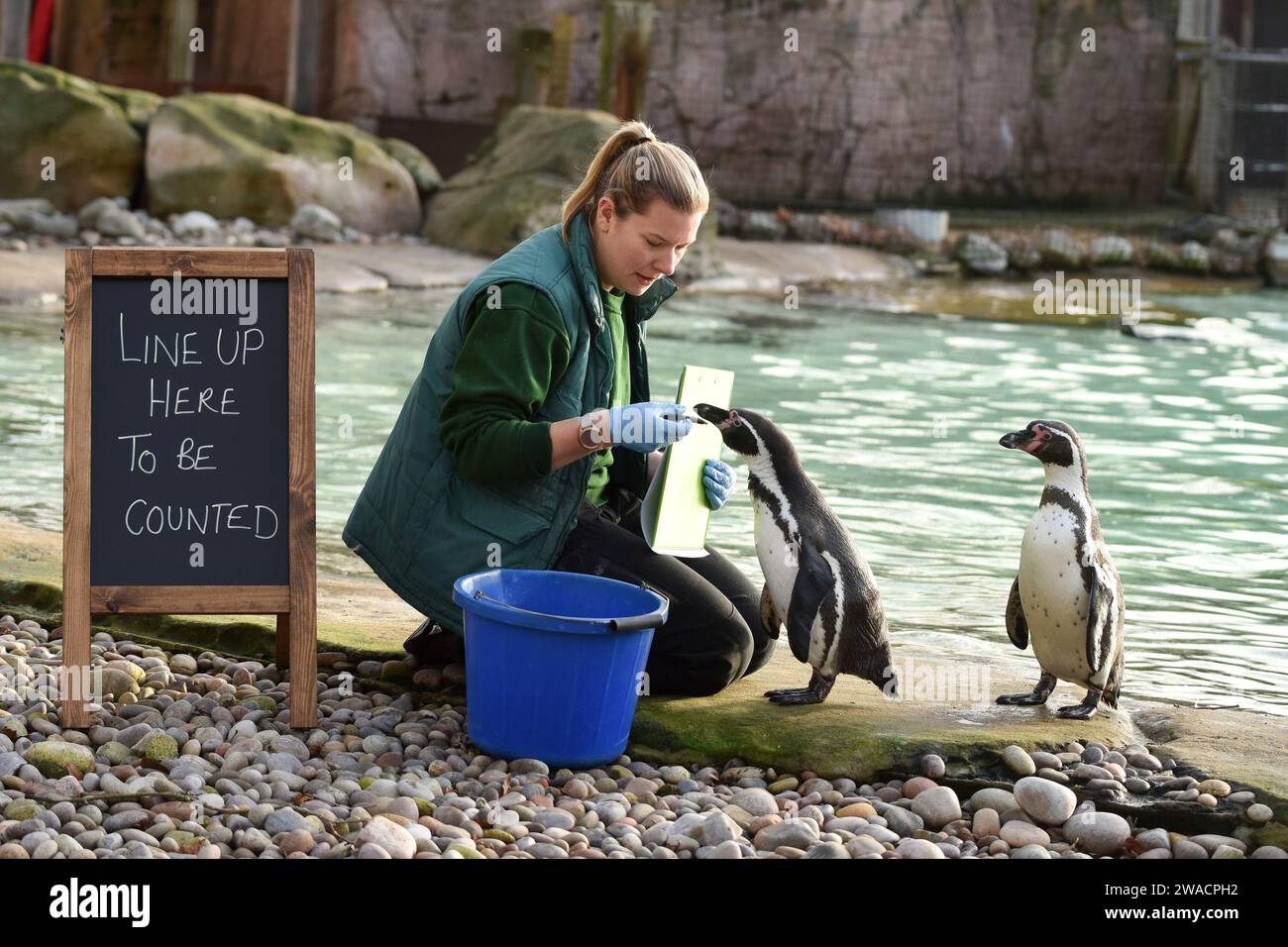 Londres, Royaume-Uni. 3 janvier 2024. Pingouins de Humboldt vus lors du bilan annuel au Zoo de Londres ZSL à Londres. (Image de crédit : © James Warren/SOPA Images via ZUMA Press Wire) USAGE ÉDITORIAL SEULEMENT! Non destiné à UN USAGE commercial ! Banque D'Images